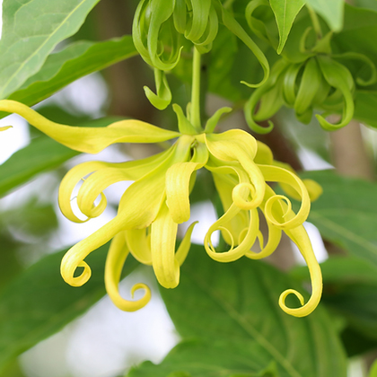 Ylang Ylang - FA0481