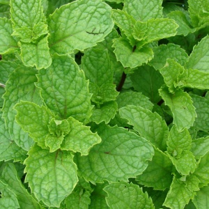 Spearmint - FA0593