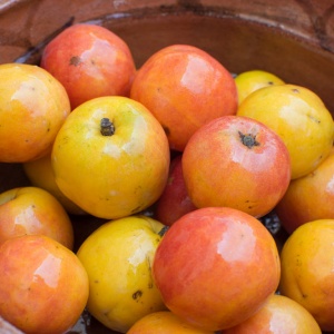 Jocote Plum - FA1784